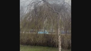 Красивое дерево.