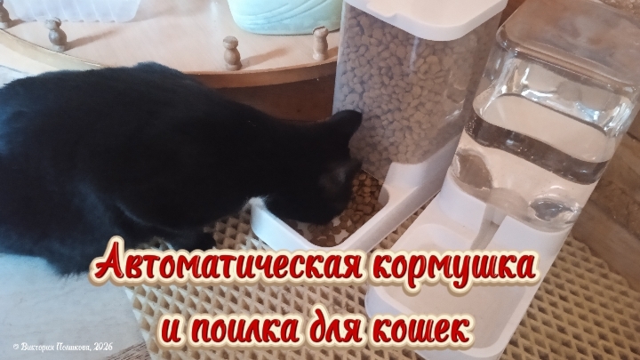 Автоматическая кормушка и поилка для животных, теперь можно оставить кошек даже на неделю одних