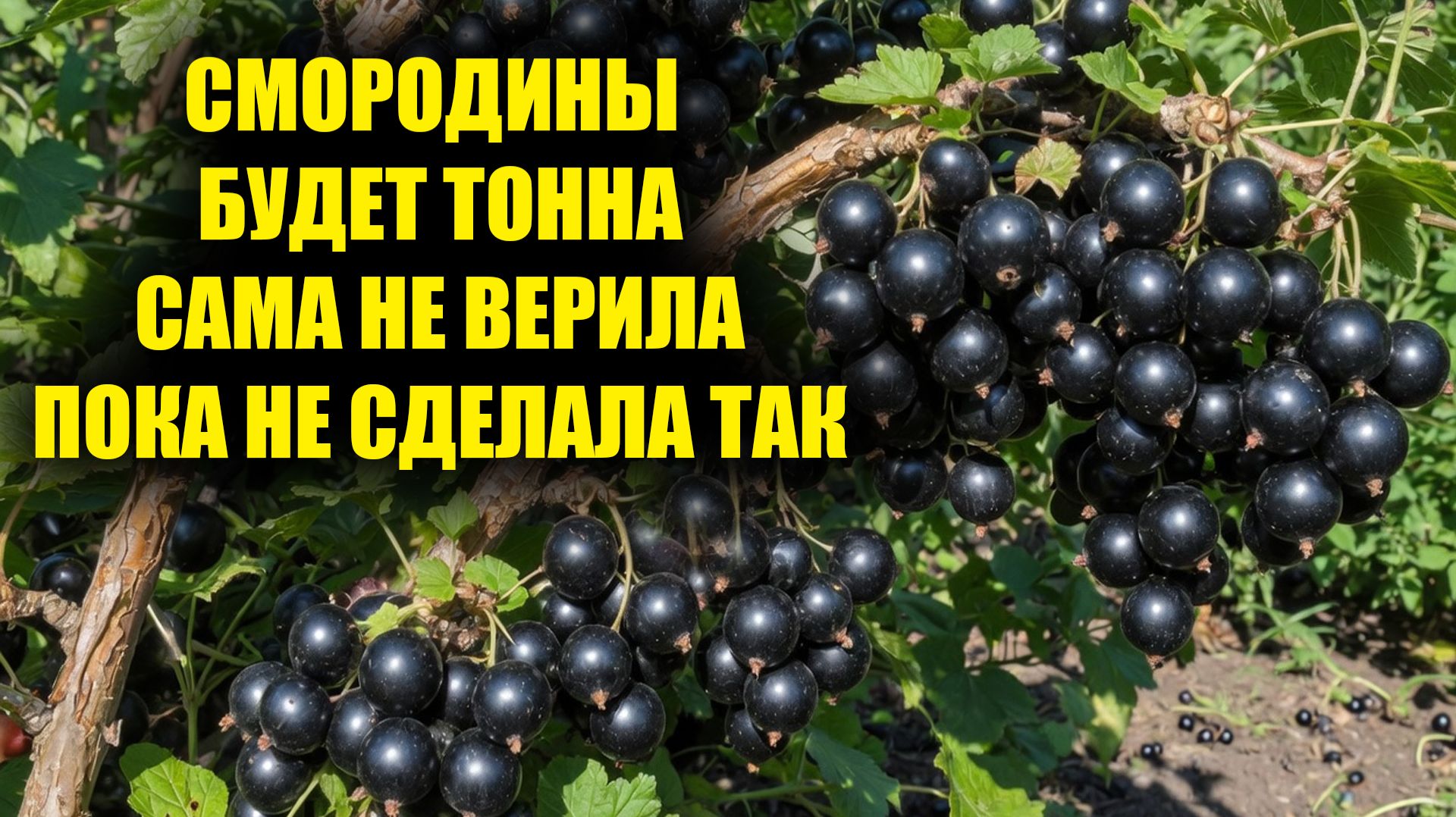 Смородина попрёт плодоносить крупной ягодой, с куста 300кг! Подливаю под кусты смородины это