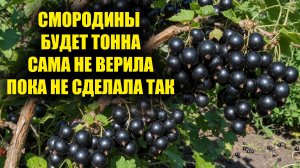 Смородина попрёт плодоносить крупной ягодой, с куста 300кг! Подливаю под кусты смородины это