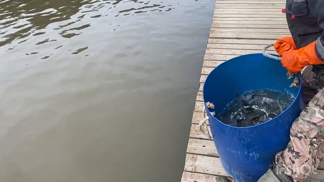 Ежедневное пополнение акватории форелью