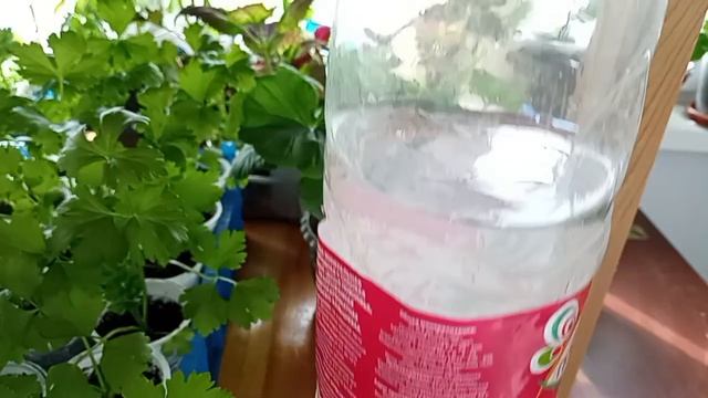 как я поливаю рассаду в холодное время