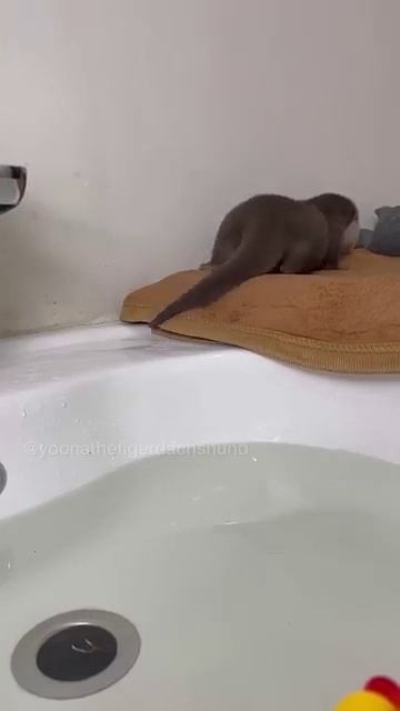 Детёныш выдры впервые плавает.