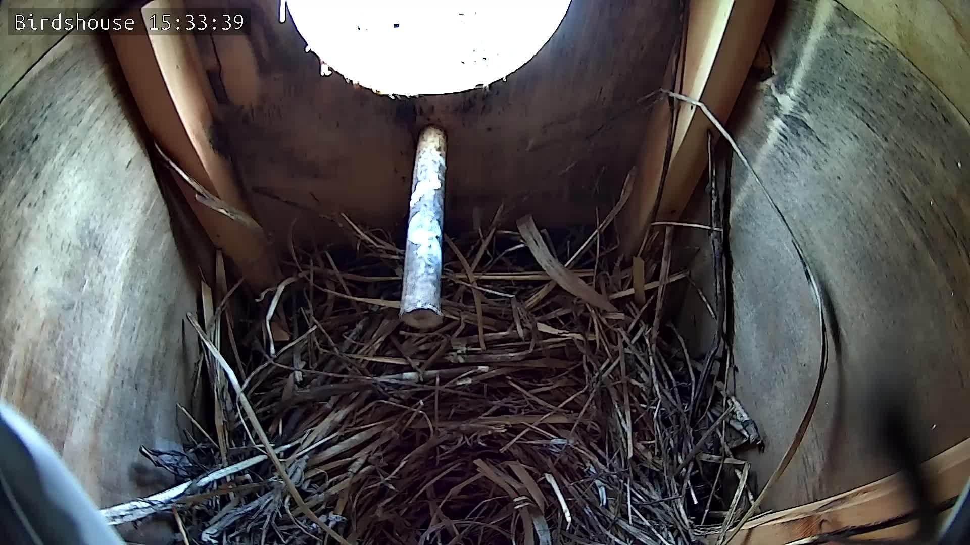 Скворечник - трансляция онлайн