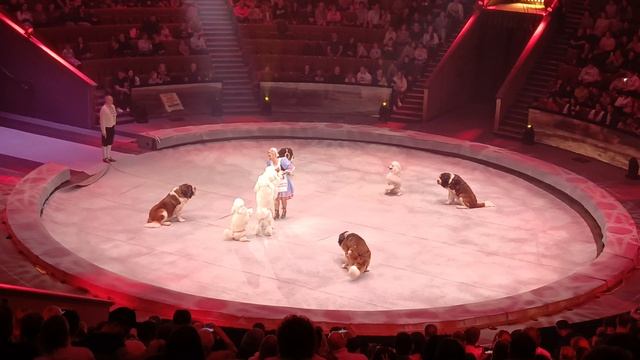 Дресировщики ловко управляют собаками на представление в Большом Московском Цирке