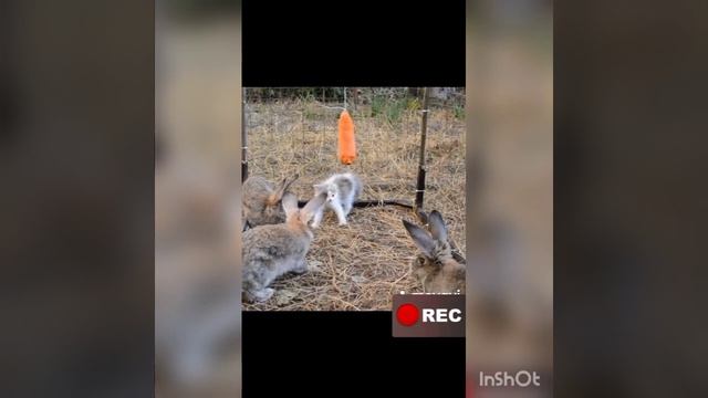 Барашек 👀😆 Приколы