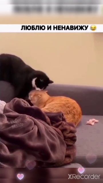 Коты и котики