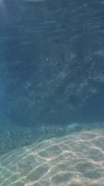 Снорклинг с акулами на КоТао. Посмотрели рыбок, да не тех)