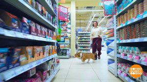 Собака, пойдем на шопинг! Доброе утро. Фрагмент выпуска от 24.04.2026