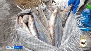 Уголовное дело по факту браконьерстве возбудили в Слюдянском районе в отношении жителя Бурятии