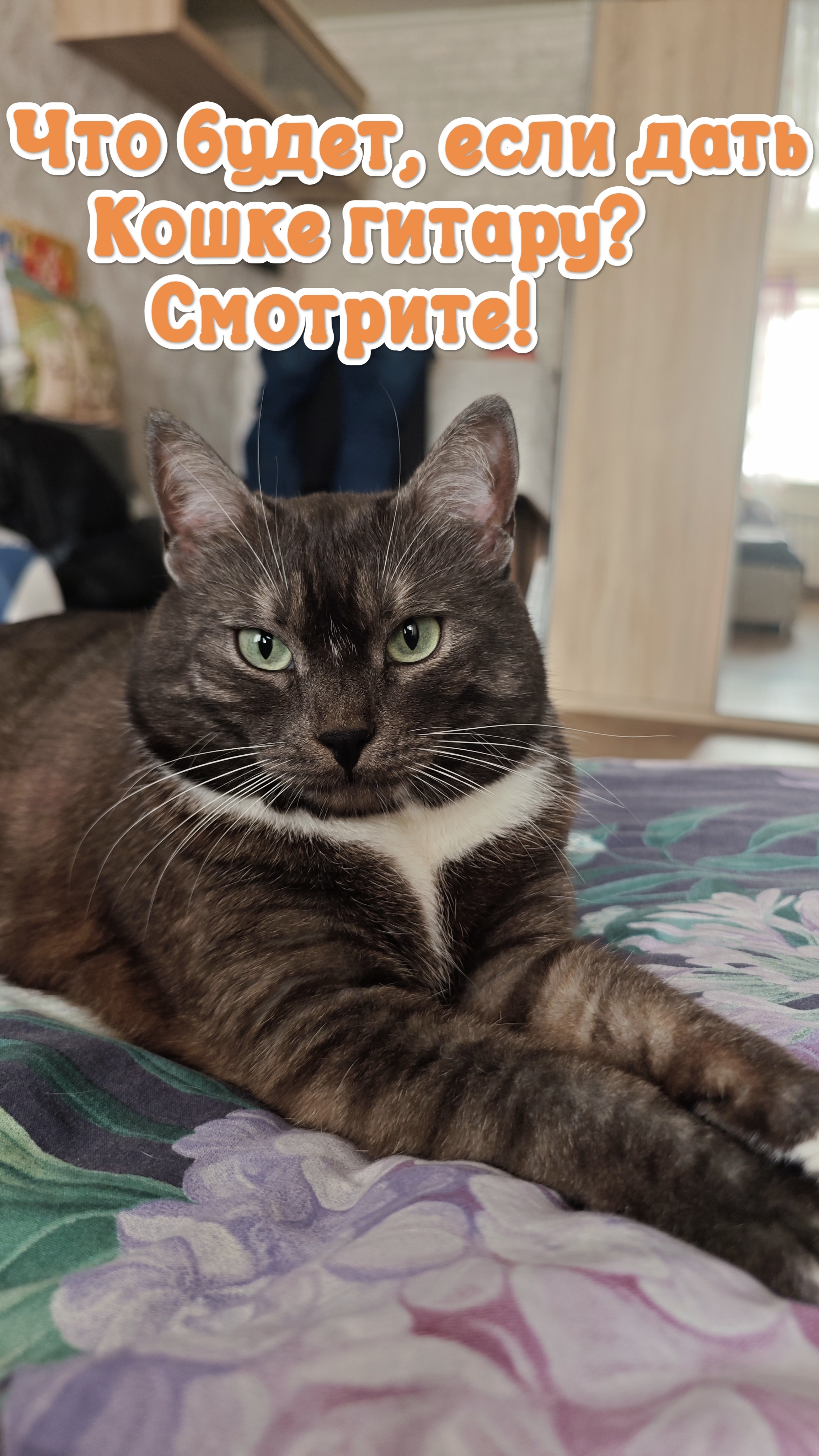 Что будет если дать коту гитару? Смотрите! животные