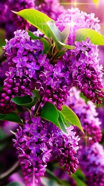 Весна  - Пора Любви!