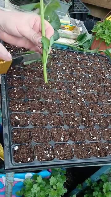 23.04.2026г. Черенкование георгинов новым способом.