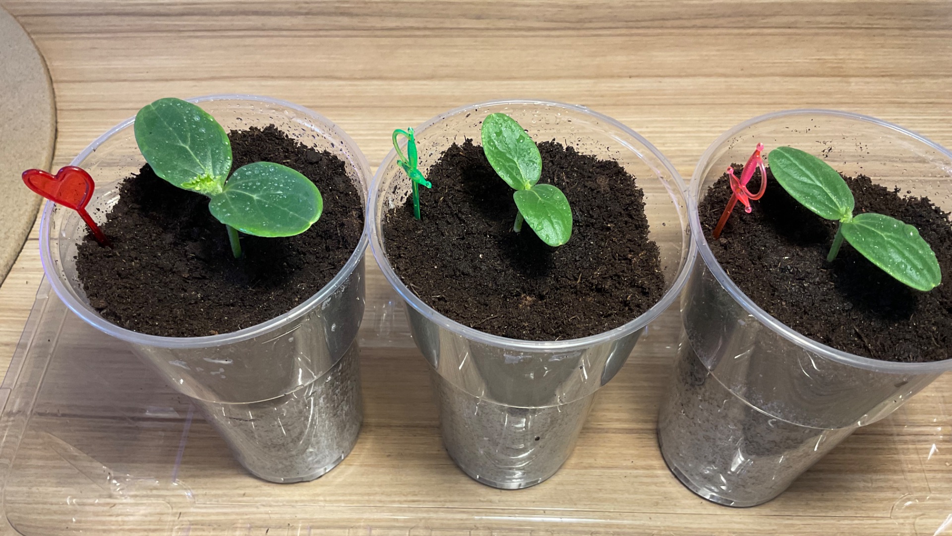 Перевалка рассады огурчиковформирование грунта.Огород в квартире.