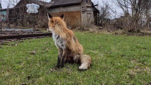 (1260) Лима приходит в гости. Апрель 2026