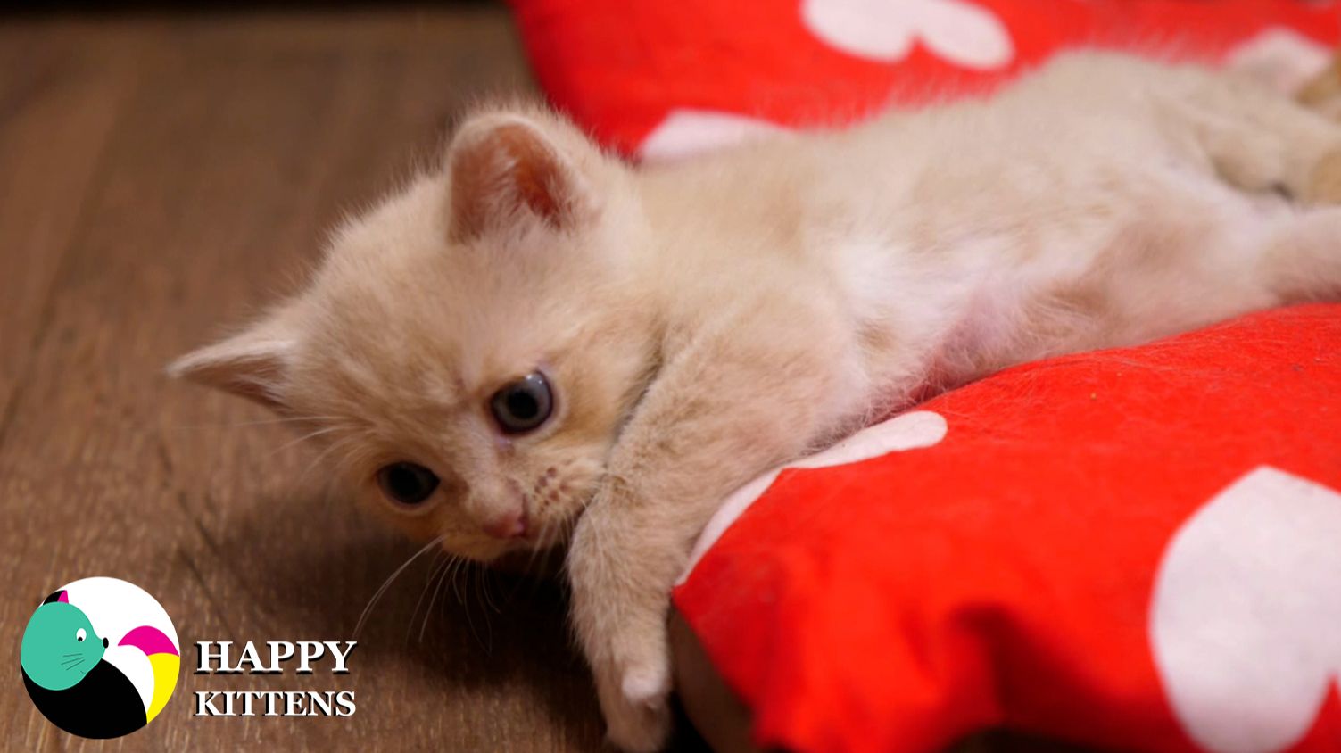 Котята играют