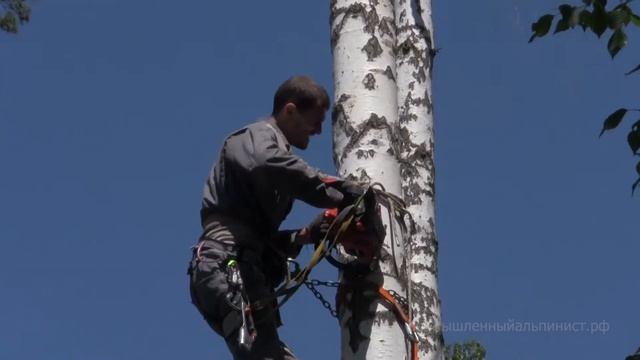 Спил и обрезка деревьев альпинистами.Удаление дерева по частям с завешиванием.Арбористы