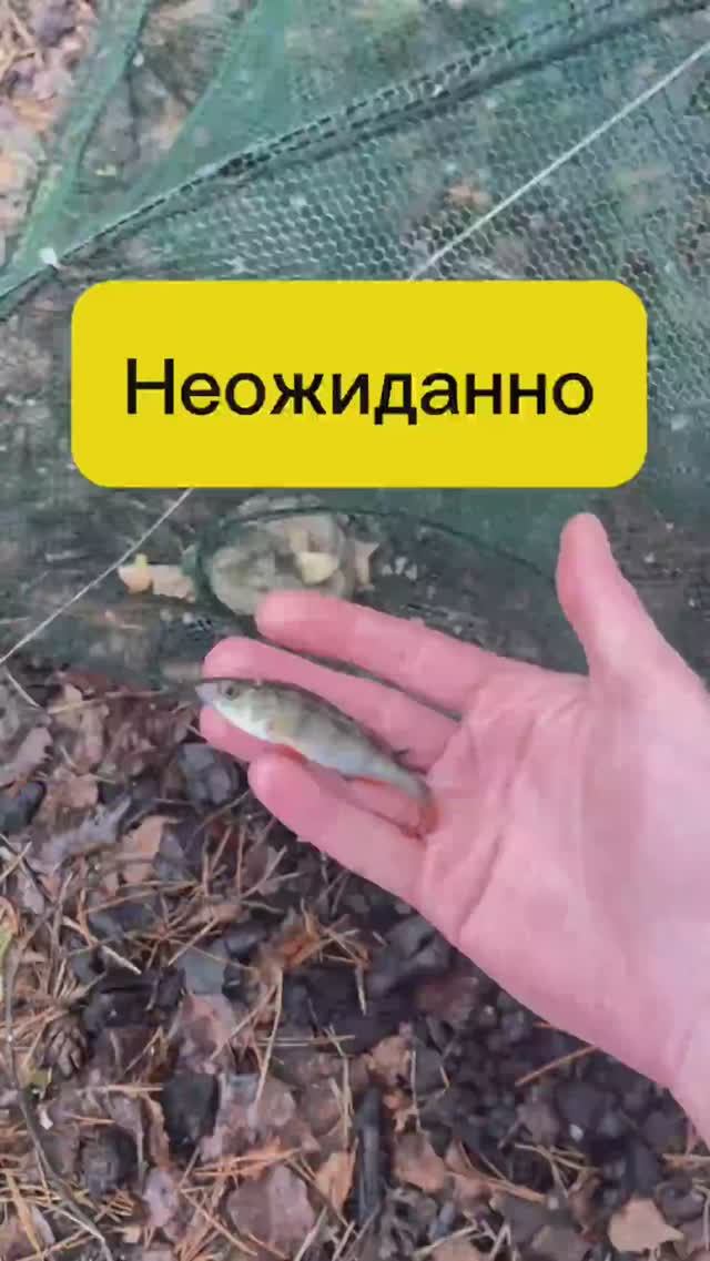 Есть ли раки в этом водоеме? Проверяю...