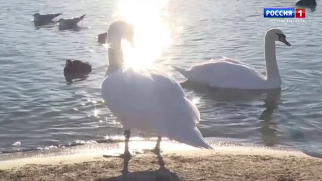 Вести Севастополь. Выпуск 11:30 от 24.04.2026