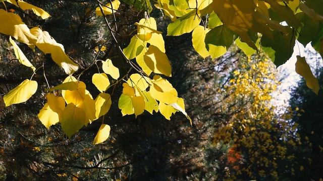 Ahmad Zahir. Na raazi jaanan zamaaАҳмад Зоҳир. Ҷонони ман наояд пушту