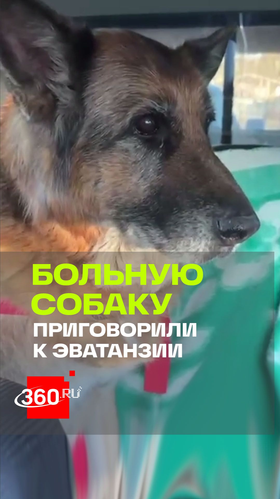 В Финляндии чиновники приговорили старенькую овчарку к эвтаназии