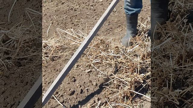 Сад огород.Грабли- Удача. Зачистка огорода от горчицы.