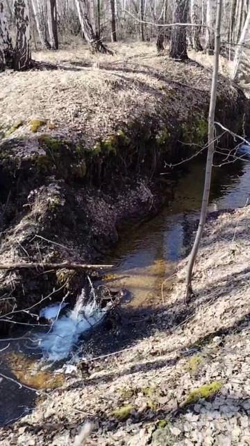 Прогулка по весеннему лесу