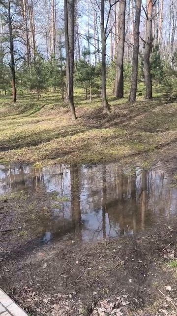 Весенние лужи