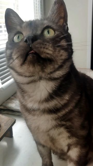 — Гуччи, ты сильный? — Да. — Ты никогда не сдаёшься? — Никогда. 😼💪