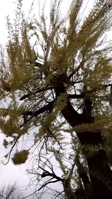 Ветер ветер ты могуч!