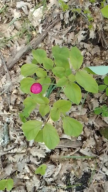 Пионы в лесу