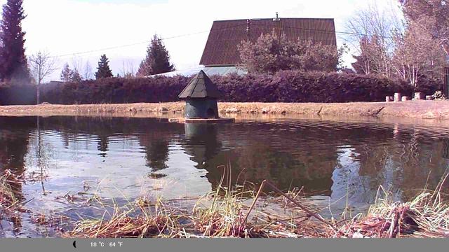 Утка села на гнездо