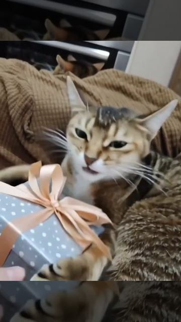 полноценное видео с котами. из нейросети. кошка порода настоящая.