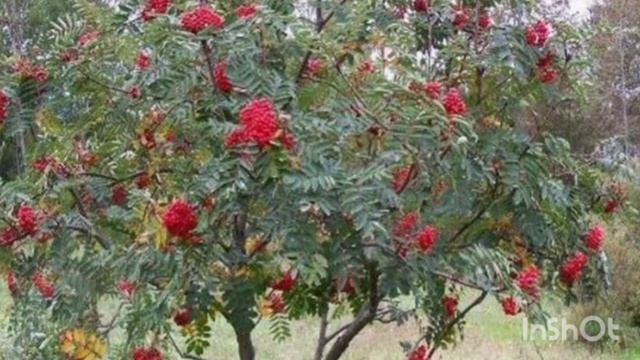 Уральская рябинушка. Альт.