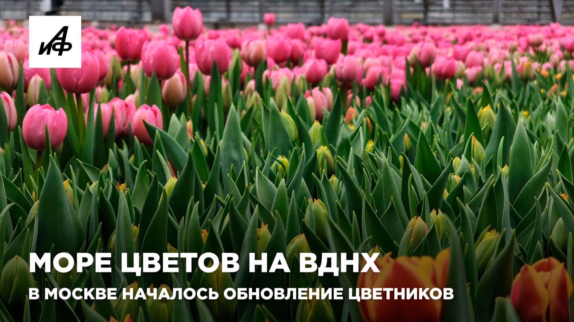 Море цветов на ВДНХ. В Москве началось обновление цветников