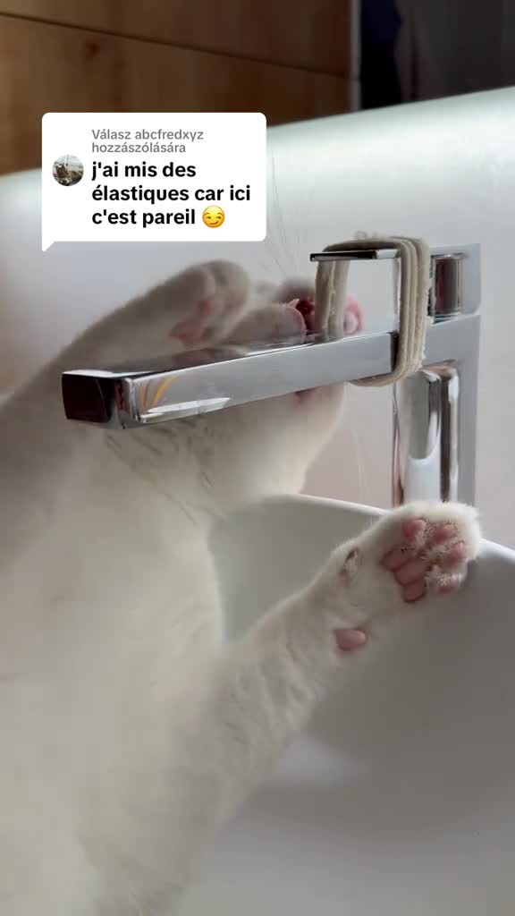 Пyшистый негодяй 😹