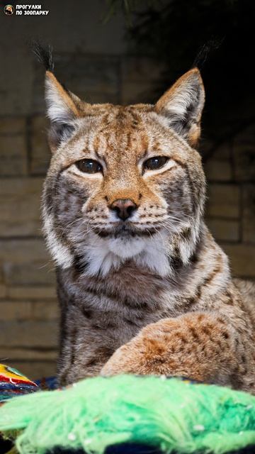 Рысь Линда умыла лапку и наблюдает. Ленинградский зоопарк