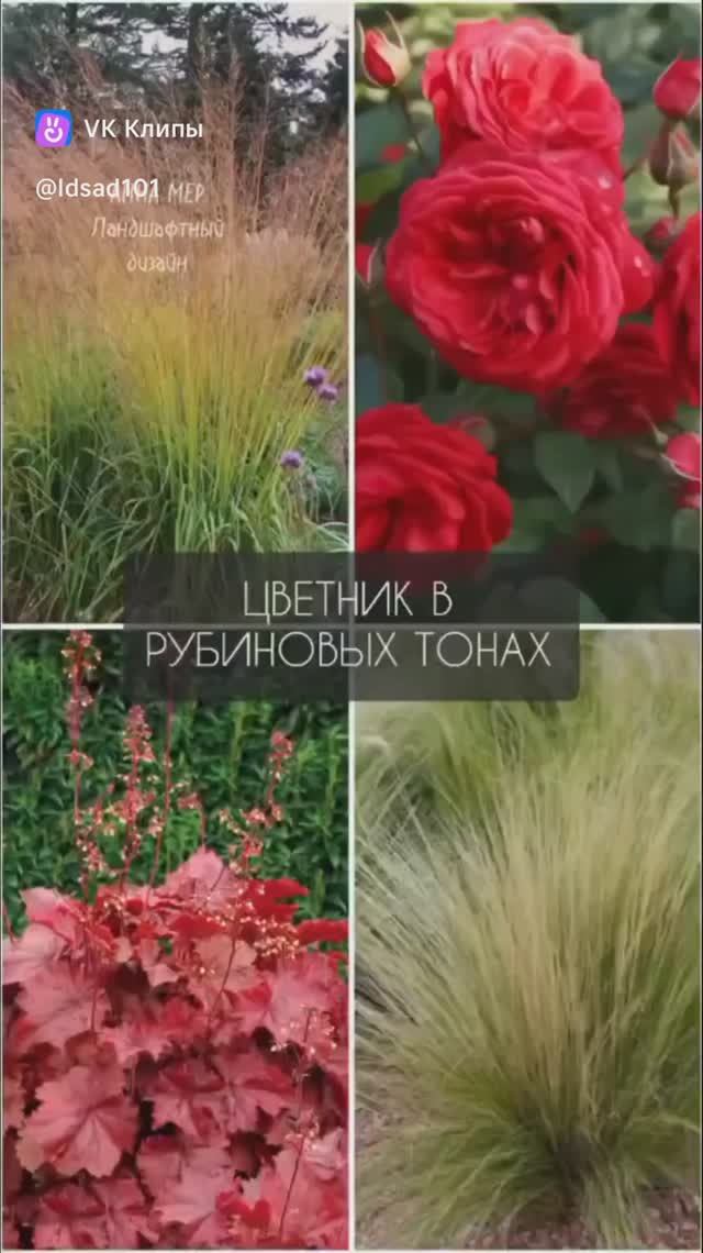 Цветник в рубиновых тонах. Озеленение  Анна Мер