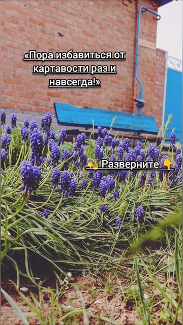 Услуги логопеда онлайн для взрослых и детей