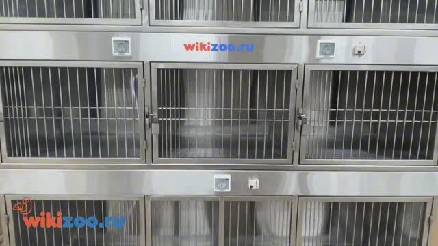 Модуль (стационар) wikiVET 8 клеток 3 яруса из нержавеющей стали 0001