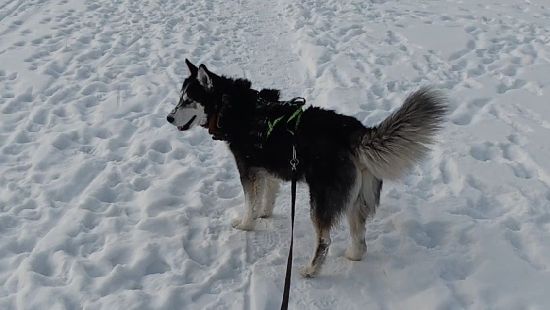 Хаски Дик лучшие моменты февраля 2025)