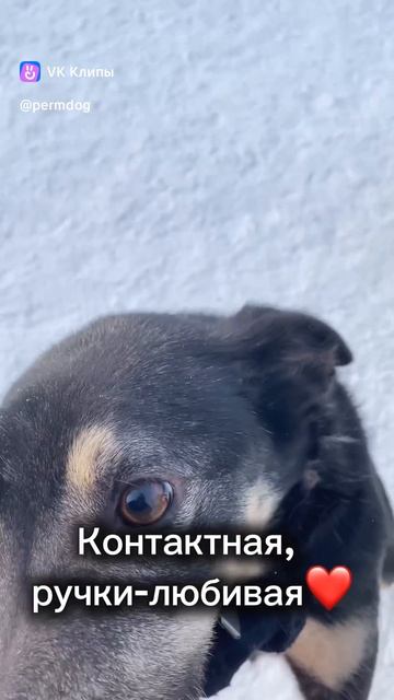 Если вы хотите чтобы дома вас всегда ждал кто-то безумно позитивный приглядитесь к КНОПКЕ!