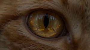 PRЕY ХИЩНИК нейросеть