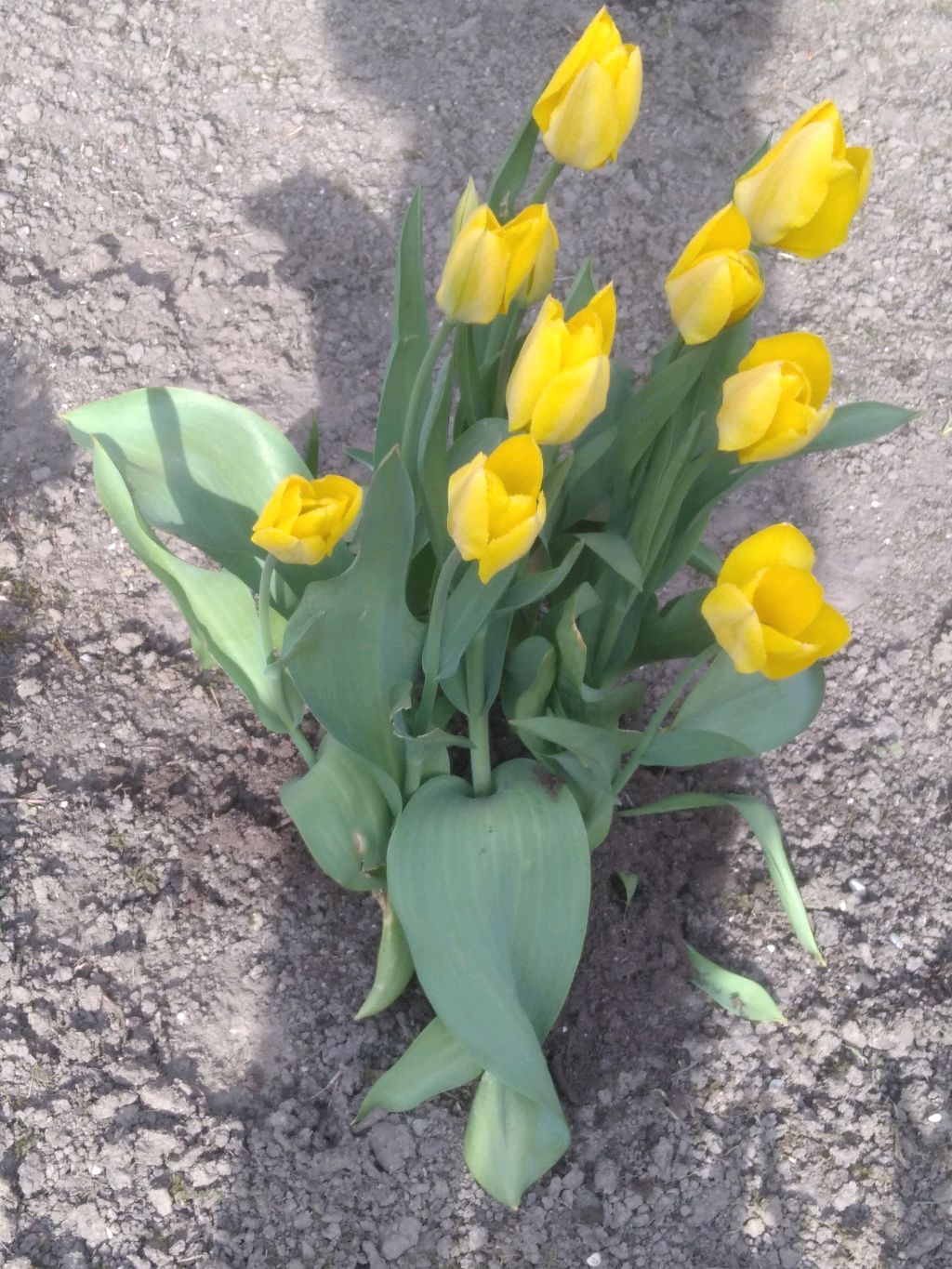 как я вам расскажу про свою семью