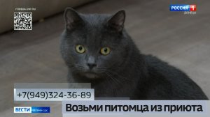 Возьми питомца из приюта. Кот Барсик