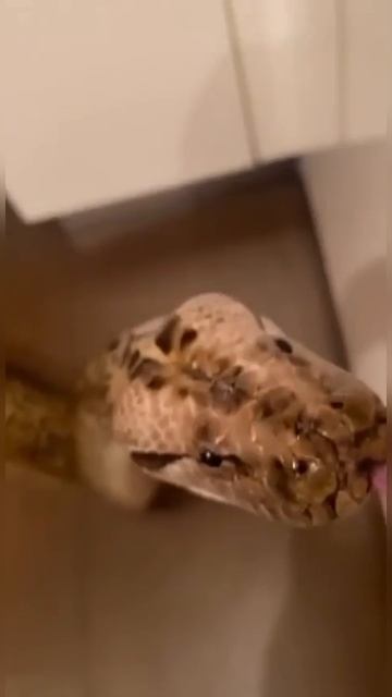 смешняффка shorts