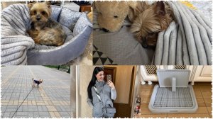 Очередные «сюрпризы» от Пряника - срочно поехали в клинику😬Покупки на Озон💥Найден лучший шампунь😍