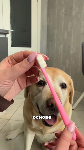 Я чищу зубки Амура 3/4 раза в неделю специальной 👉 Зубным гелем #WW289331
 Гель помогает убрать налё