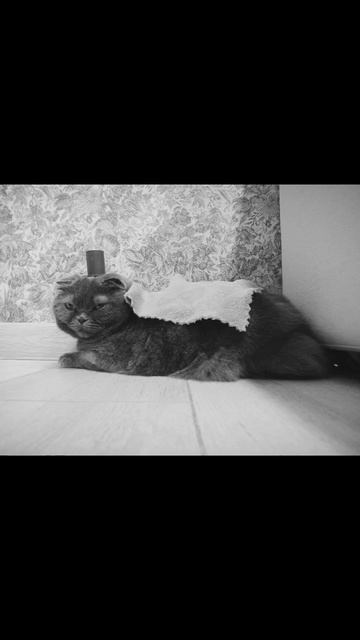 моя кошечка.