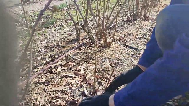 Лёгкий способ размножения голубики.